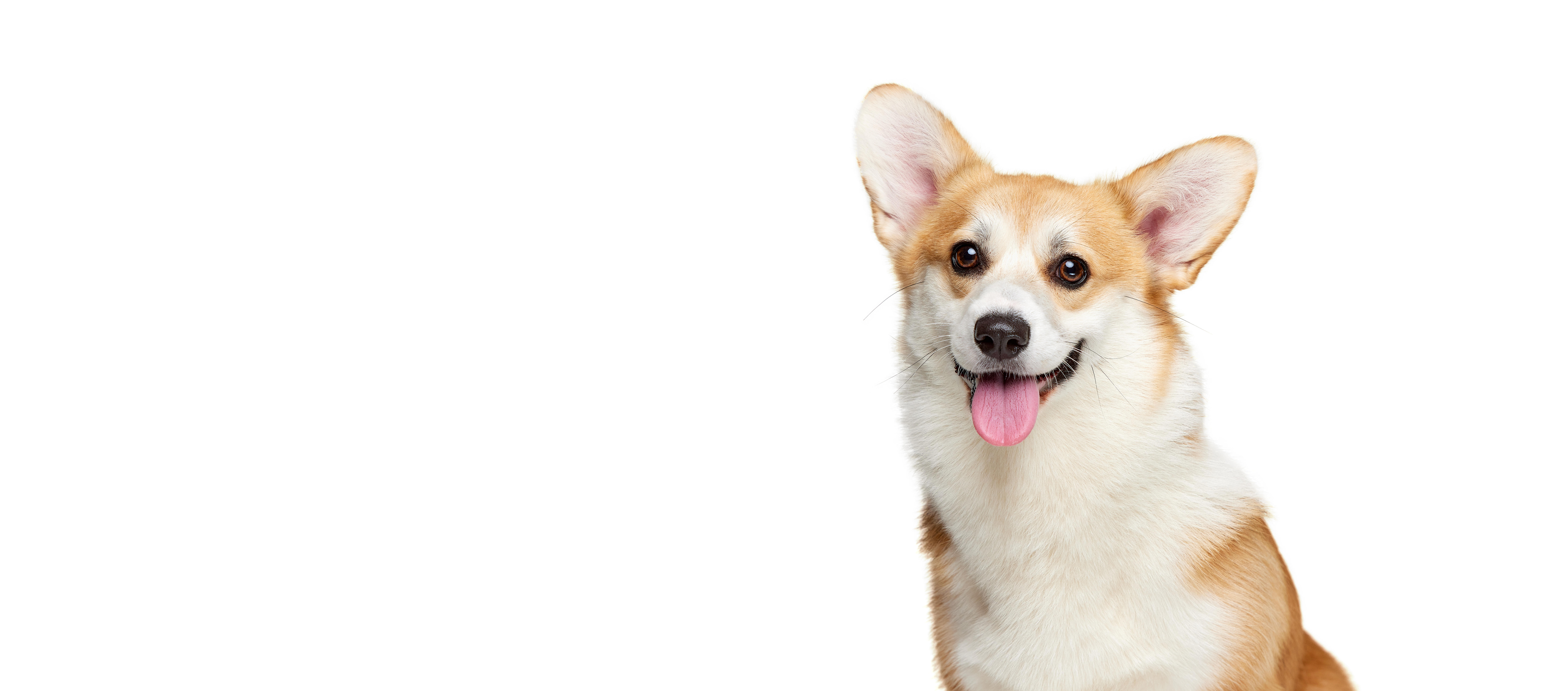 Cane Corgi che guarda in camera su sfondo bianco, utilizzato nella Home Page della Clinica Veterinaria Domus Vet di Majano