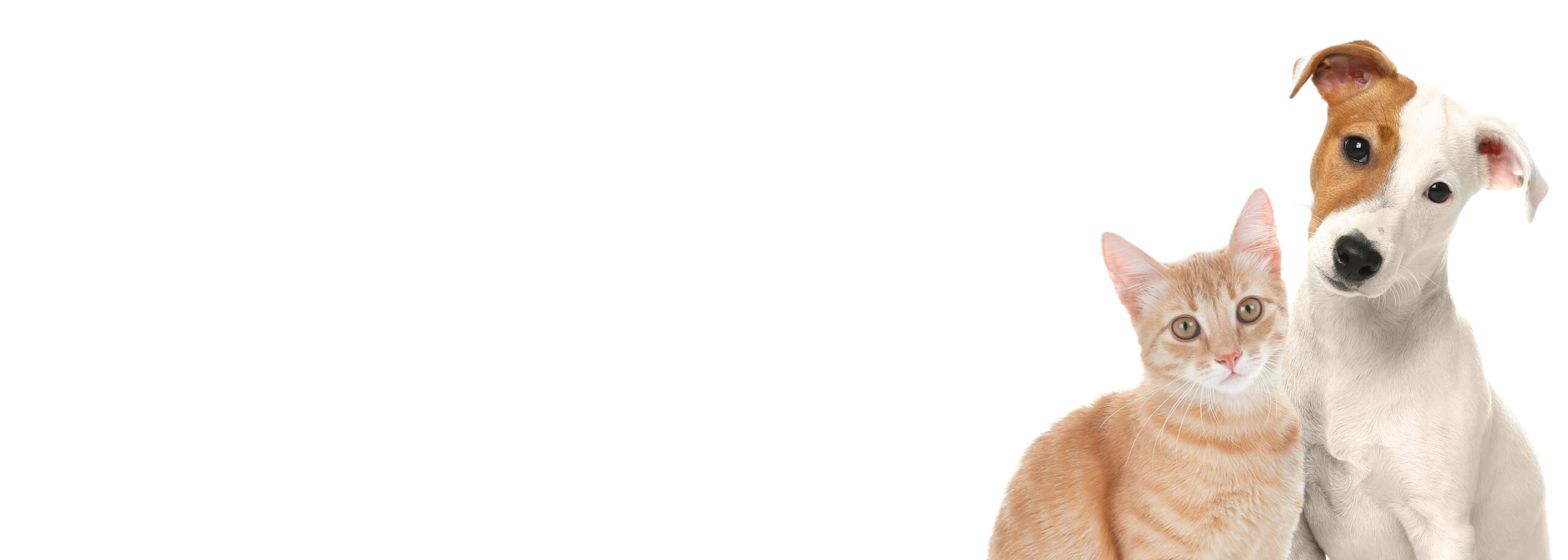 Cane e gatto seduti uno accanto all’altro su sfondo bianco, immagine utilizzata nella pagina Chi Siamo della Clinica Veterinaria Domus Vet di Majano.