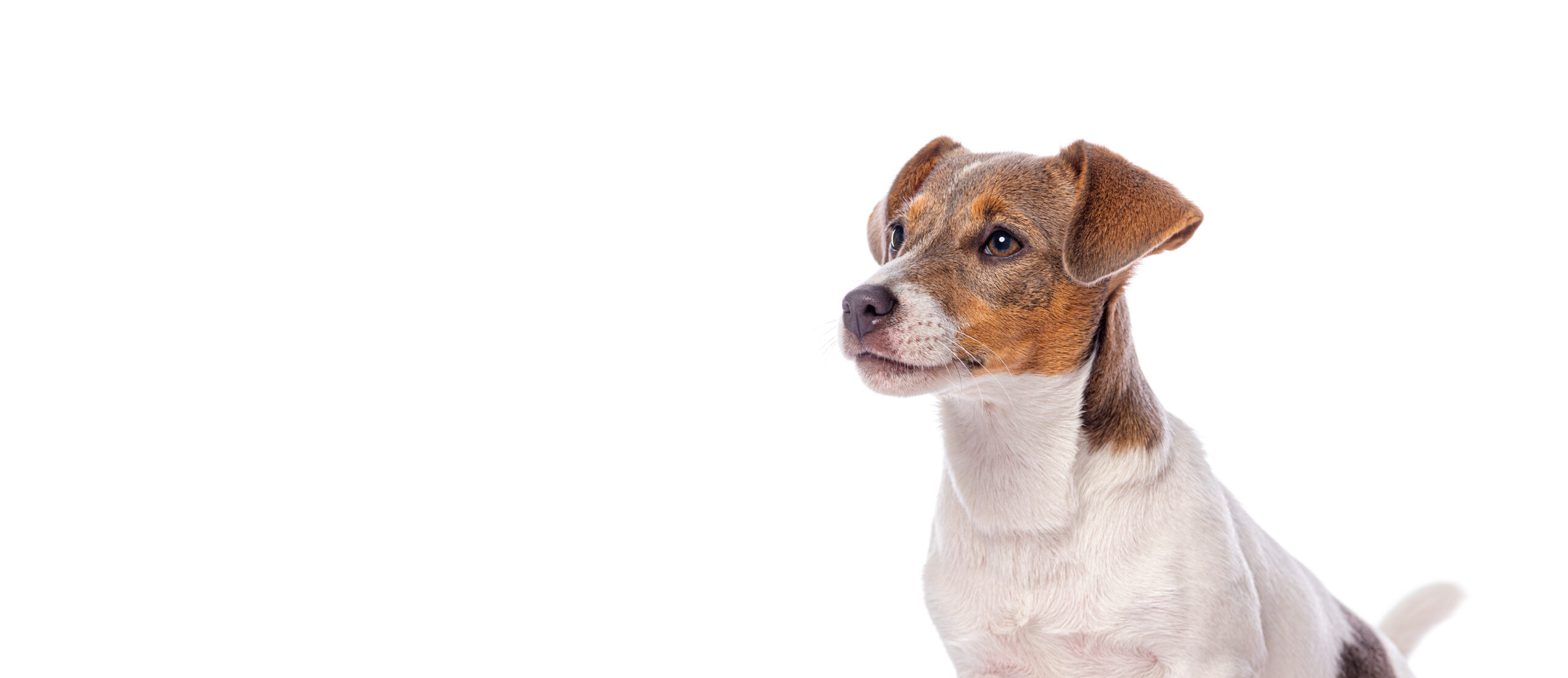 Cane che guarda verso sinistra su sfondo bianco, immagine utilizzata nella pagina Team della Clinica Veterinaria Domus Vet di Majano.