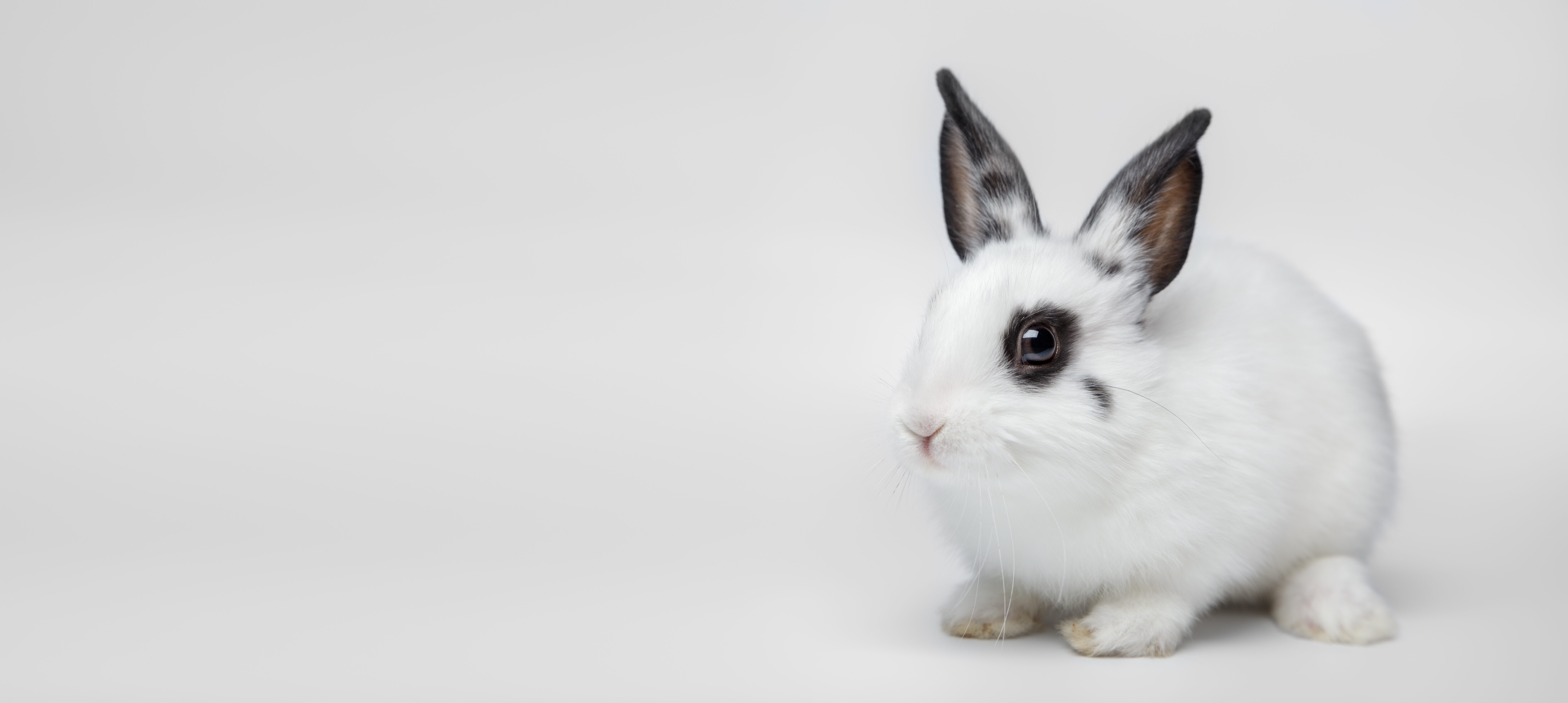 Coniglio bianco con macchie scure seduto su sfondo chiaro, immagine utilizzata nella pagina Servizi della Clinica Veterinaria Domus Vet di Majano.