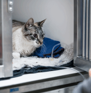 Gatto ricoverato con flebo nella degenza della Clinica Veterinaria Domus Vet di Majano.