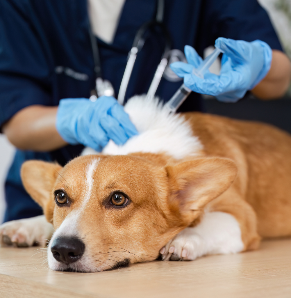 Veterinario che somministra un’iniezione a un cane presso la Clinica Veterinaria Domus Vet di Majano.