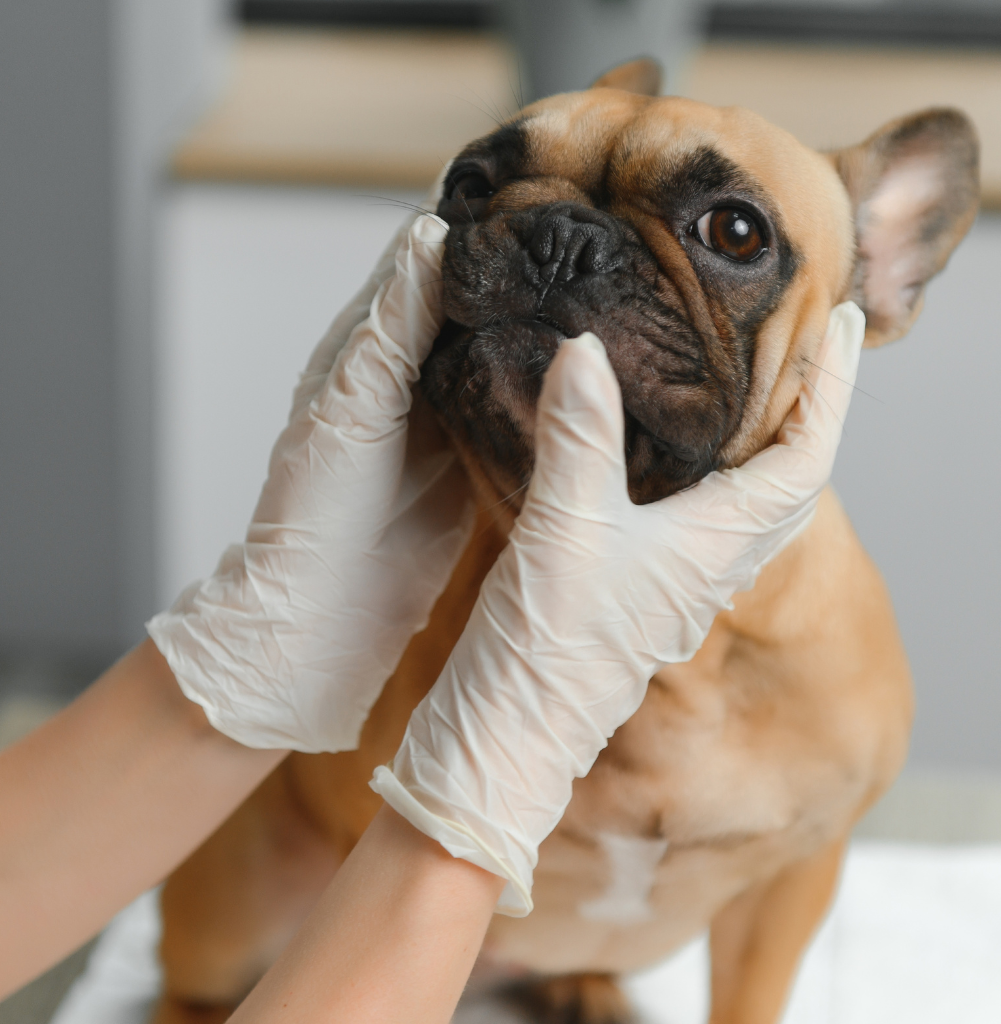 Veterinario che controlla il muso di un cane bulldog presso la Clinica Veterinaria Domus Vet di Majano.