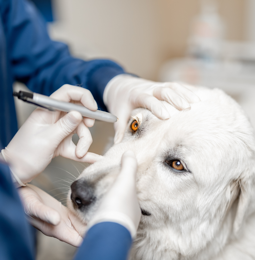 Veterinario che esegue una visita oculistica su un cane presso la Clinica Domus Vet di Majano.