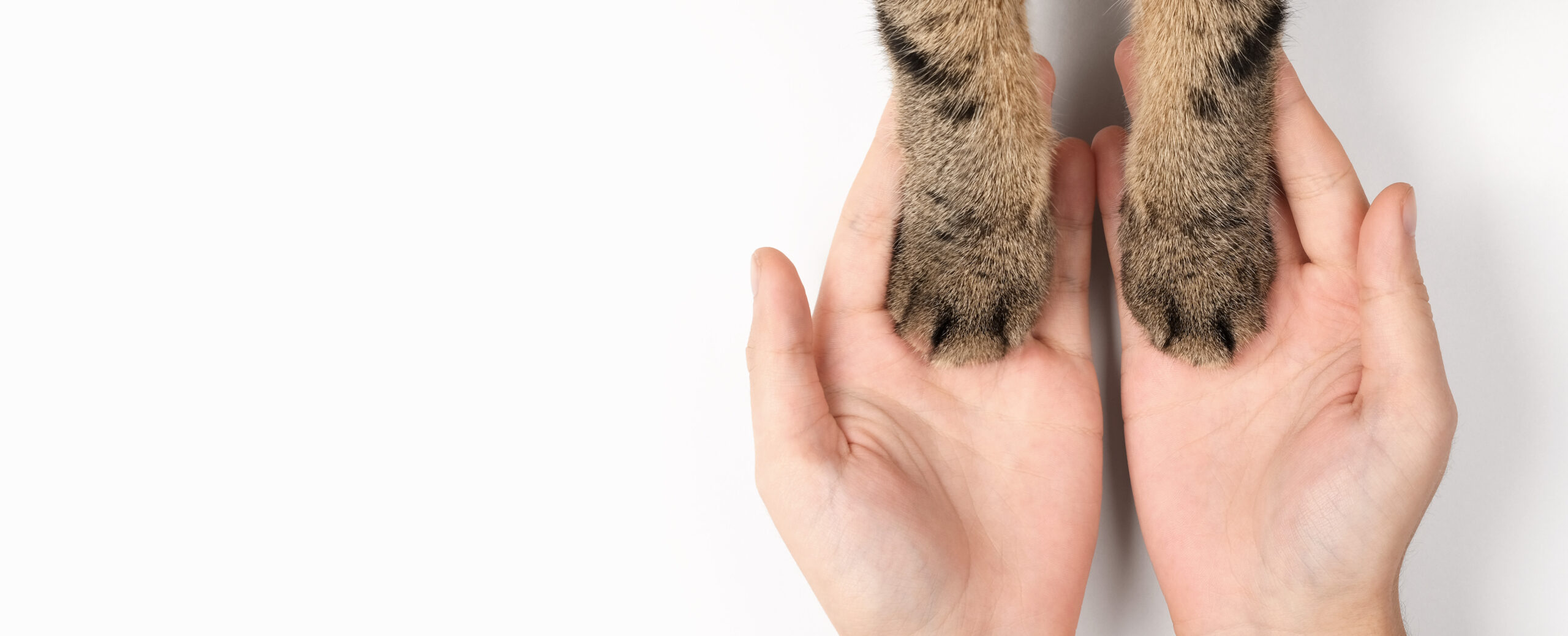 Due zampette di gatto appoggiate sulle mani di una persona, immagine utilizzata nella pagina Contatti della Clinica Domus Vet, veterinario a Majano.