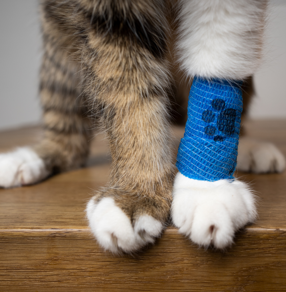Zampa di un gatto con fasciatura applicata alla Clinica Veterinaria Domus Vet di Majano.